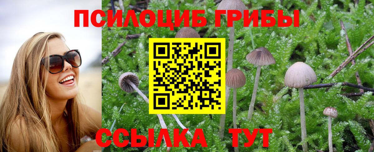 Псилоцибиновые грибы Psilocybine cubensis Минеральные Воды